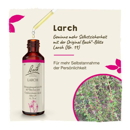 Bachblüte Larch